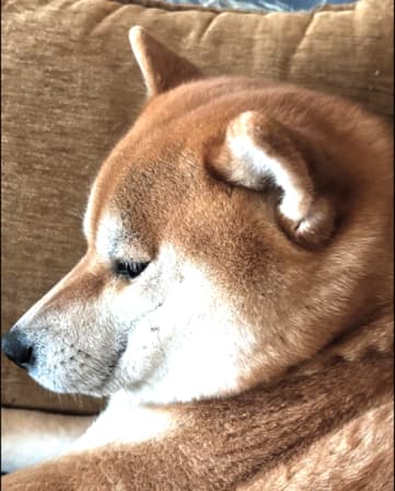 Shiba-Inu Ahsoka