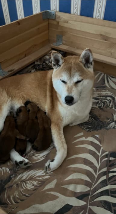 Shiba-Inu Ren